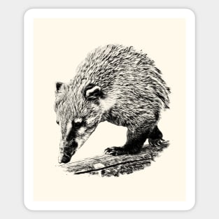 Coati Sticker